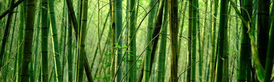 5 Facts and Myths about Bamboo Fabric - Robumi Lifestyle