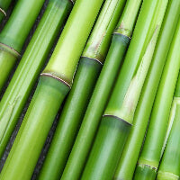 Green bamboo stems lying next to each other