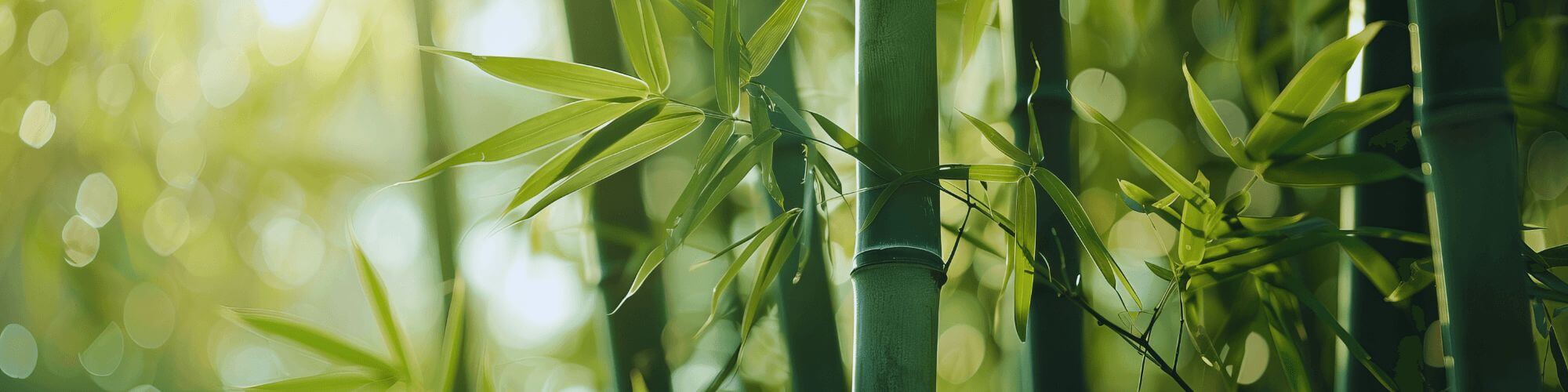 banner with close up of bamboo trees in the forest